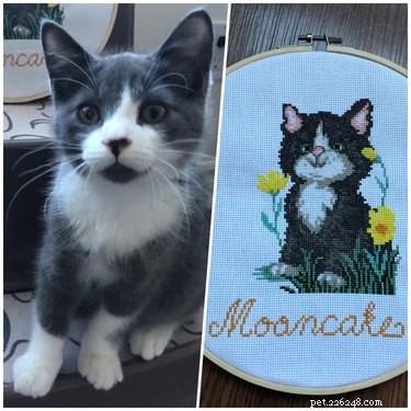 Top 20 Most Creative Pet Names Trending on Social Media This Month