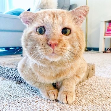 Top 20 Most Creative Pet Names Trending on Social Media This Month