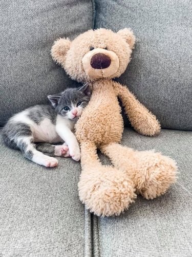 Top 20 Most Creative Pet Names Trending on Social Media This Month