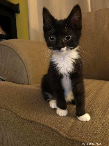 Top 20 Most Creative Pet Names Trending on Social Media This Month