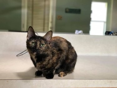 Top 20 Most Creative Pet Names Trending on Social Media This Month