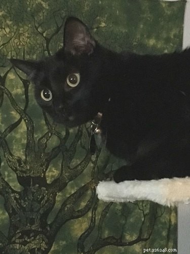 Top 20 Most Creative Pet Names Trending on Social Media This Month