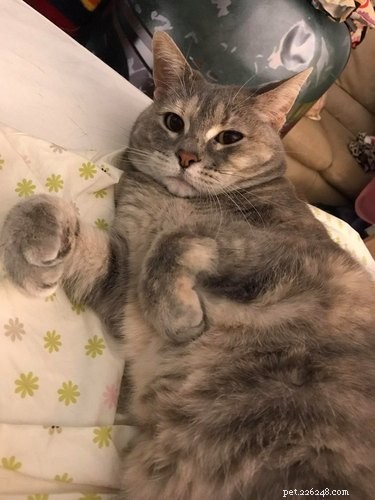 Top 20 Most Creative Pet Names Trending on Social Media This Month
