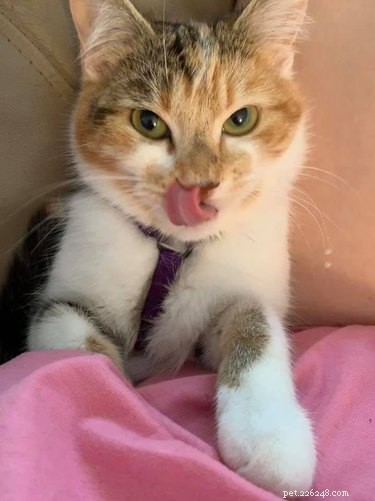 Top 20 Most Creative Pet Names Trending on Social Media This Month