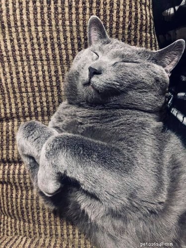 Top 20 Most Creative Pet Names Trending on Social Media This Month