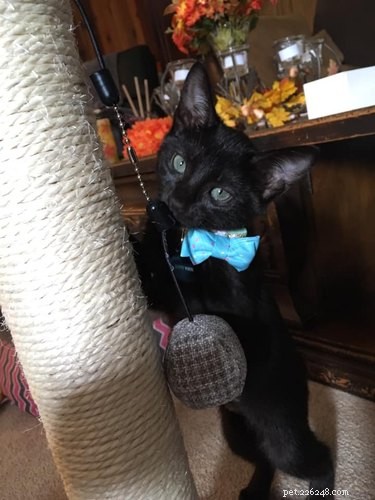 Top 20 Most Creative Pet Names Trending on Social Media This Month