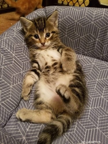 Top 20 Most Creative Pet Names Trending on Social Media This Month