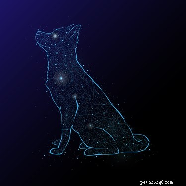 107 Astrology-Inspired Dog Names for Every Pup