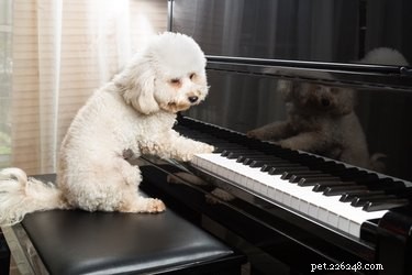 Discover 102 Pop Star-Inspired Names for Your Dog