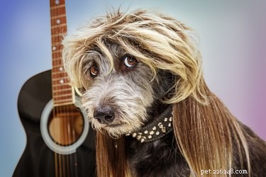 Discover 102 Pop Star-Inspired Names for Your Dog