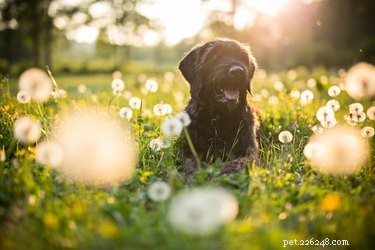 122 Crystal & Gemstone‑Inspired Dog Names – Sparkle Like Your Pup!