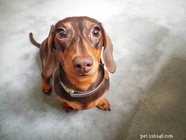 260 Unique & Memorable Dog Names Beginning with L