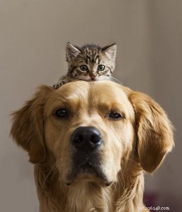 260 Unique & Memorable Dog Names Beginning with L