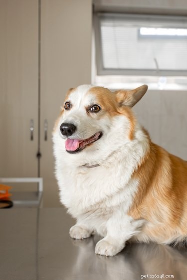 308 Perfect Dog Names Beginning with T – A Comprehensive Guide