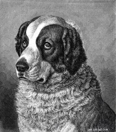 270 Shakespeare-Inspired Dog Names: Find the Perfect One