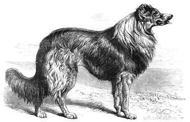 270 Shakespeare-Inspired Dog Names: Find the Perfect One