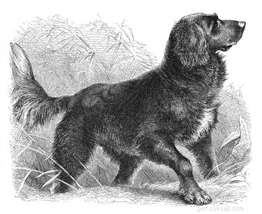 270 Shakespeare-Inspired Dog Names: Find the Perfect One