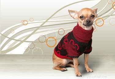 125 Smart, Sweet & Sociable Dog Names Starting with S