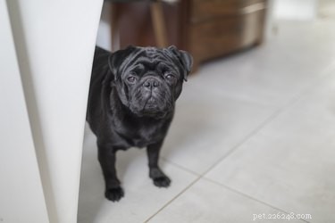 125 Smart, Sweet & Sociable Dog Names Starting with S