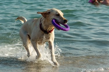 125 Smart, Sweet & Sociable Dog Names Starting with S