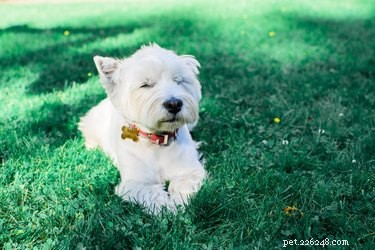 125 Smart, Sweet & Sociable Dog Names Starting with S