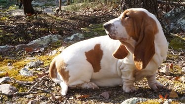 125 Smart, Sweet & Sociable Dog Names Starting with S