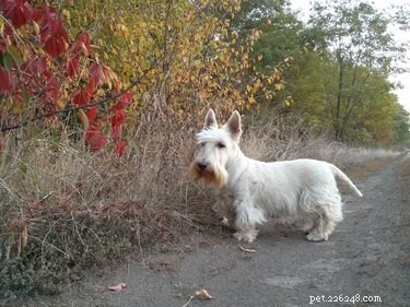 125 Smart, Sweet & Sociable Dog Names Starting with S