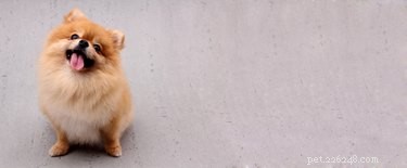 125 Smart, Sweet & Sociable Dog Names Starting with S