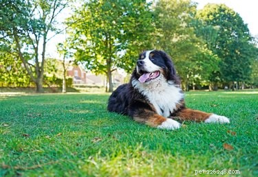 125 Smart, Sweet & Sociable Dog Names Starting with S