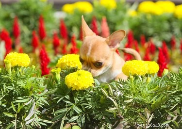 125 Smart, Sweet & Sociable Dog Names Starting with S