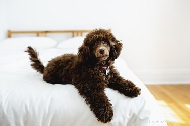 125 Smart, Sweet & Sociable Dog Names Starting with S