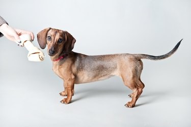 125 Smart, Sweet & Sociable Dog Names Starting with S