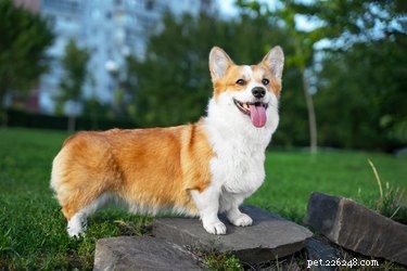 125 Smart, Sweet & Sociable Dog Names Starting with S