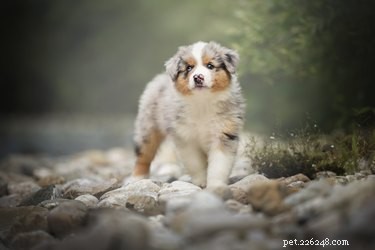 125 Smart, Sweet & Sociable Dog Names Starting with S