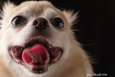125 Smart, Sweet & Sociable Dog Names Starting with S