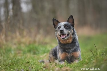 125 Smart, Sweet & Sociable Dog Names Starting with S