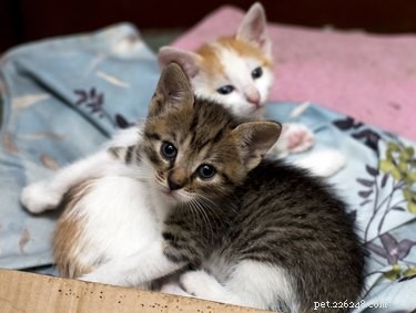 152 Endearing Names for Your Pet Pair: A Guide for Bonded Cats and Dogs