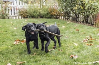 152 Endearing Names for Your Pet Pair: A Guide for Bonded Cats and Dogs
