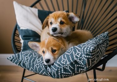 152 Endearing Names for Your Pet Pair: A Guide for Bonded Cats and Dogs