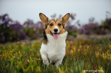 200 Charming Names for Your New Corgi – Pick the Perfect One