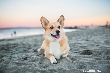 200 Charming Names for Your New Corgi – Pick the Perfect One