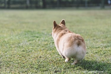 200 Charming Names for Your New Corgi – Pick the Perfect One