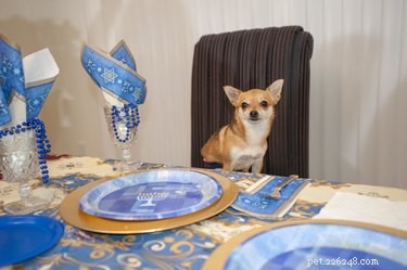 145 Festive Holiday Names to Charm Your Dog