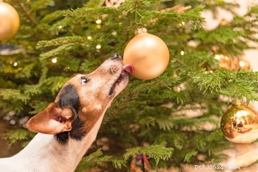 145 Festive Holiday Names to Charm Your Dog