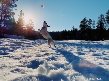 145 Festive Holiday Names to Charm Your Dog