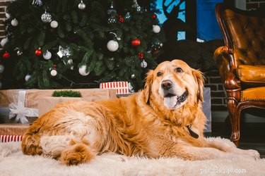 145 Festive Holiday Names to Charm Your Dog
