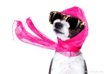 150 Trendy Dog Names Inspired by Fashion Legends