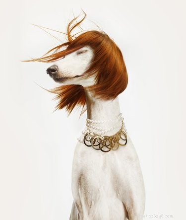 150 Trendy Dog Names Inspired by Fashion Legends