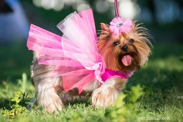 150 Trendy Dog Names Inspired by Fashion Legends
