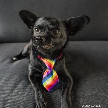 200 Vibrant Dog Names Inspired by Every Color of the Rainbow